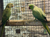 Breeding pair ringnecks