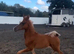 Arabian colt foal available at weaning