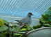 Diamond Dove pairs for sale