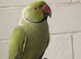 Ringneck with full setup