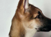 German Shepherd X Husky Female 12 Week Old Puppy in Aberdeen City