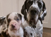 Champion sired kc reg great dane puppies due nov