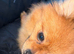 Small female Pomeranian