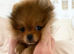 Orange Pomeranian Puppy For Sale - Boston, Lincs - Vet Checked & Ready Now