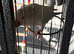 Male Quaker and cage
