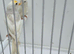 BEAUTIFUL PROVEN PAIR MUTATION REDPOLLS