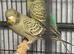 Black faced budgies