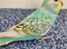 Budgies 2-Month-Old