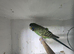 Male black face split black wing budgie