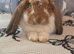 Pure bred French lop giant boy 16 weeks old