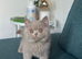 Three beautiful British shorthairs-boys