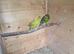 Kakarikis