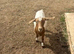 Two goats for sale - one female and one wether