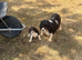 Beautiful Cavalier King Charles puppies