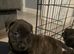 Cross breed puppies
