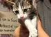 4 beautiful tabby kittens for sale