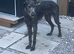 Wheaton greyhound cross Beddy greyhound