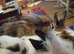 Mixed breed lionhead rabbits