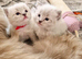 Purebred Ragdoll Kittens