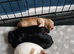 Cockapoo beautiful waiting for there forever home they 2 wk old