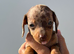 Dash hound puppies