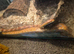 Ball python and corn snakes
