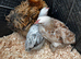 Pekin bantams