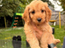 6 STUNNING COCKAPOO PUPPIES BLACK AND GOLDEN