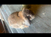 Agouti French Lop Doe