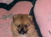 Beautiful teddy face female Pom