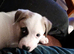 Akita cross puppies for sale