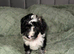 Cockapoo puppies. Various colours Ready to leave