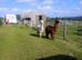 Beautiful young Suri Alpaca boys