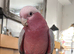 Stunning young Galah