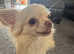 Chihuahua for stud