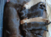 Kc cocker spaniel liver and golden pups born 26/07/26