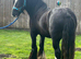 11.2 show cob