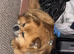 Pomeranian mix