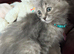 Kittens Maine Coon crossbreed