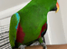 Tame eclectus parrot
