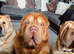 Shar pei boys for sale