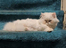 Munchkin 6 months old male for sale