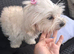 Maltese puppies