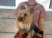 Miniature yorkshire terrier girl