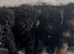 Gorgeous mini poodles ready for there new family