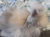 Beautiful Angora boys x 2