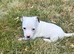 4 Jack Russell x Chihuahua puppies