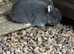 Blue Netherland dwarf rabbit