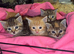 Kittens