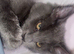 stunning XL full Maine coon kittens